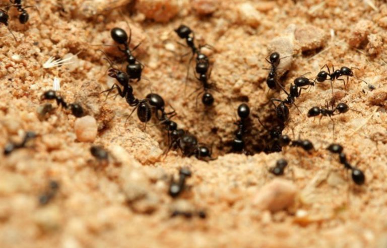 شركة رش النمل فى مسقط