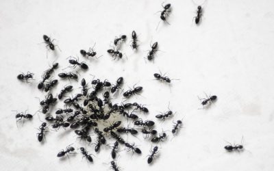 مكافحة النمل الاسود