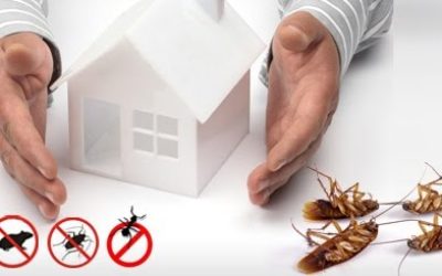 شركة مكافحة حشرات بجميرا دبي